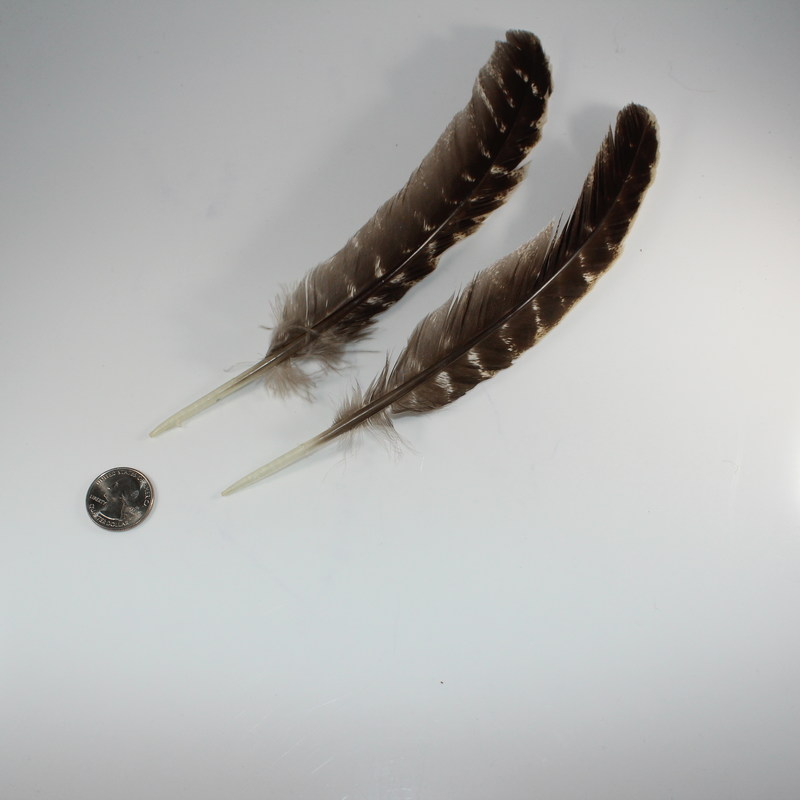 Striped Turkey Feather